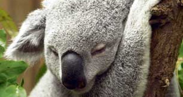 Koala