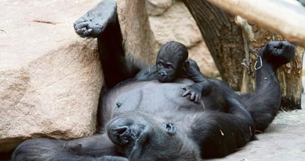 Pražští zastupitelé bojují za bezpečí goril z pražské zoo