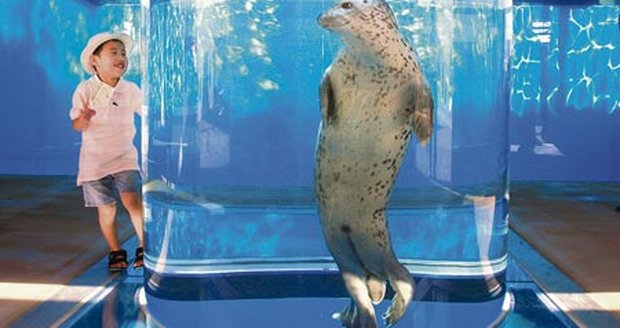 Tuleň pacifický připlaval si zblízka prohlédnout malého Ryosuke Shinoharu. Nadšení je evidentně na obou stranách..
