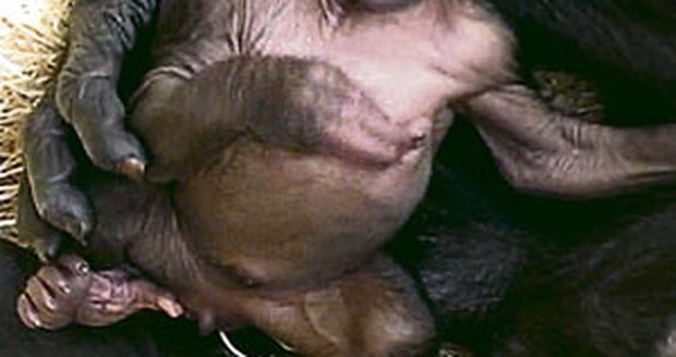 Malý gorilák Tatu