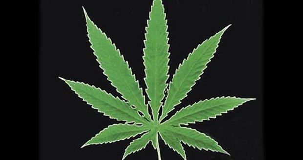 Ani legalizaci marihuany ČSSD podporovat nebude