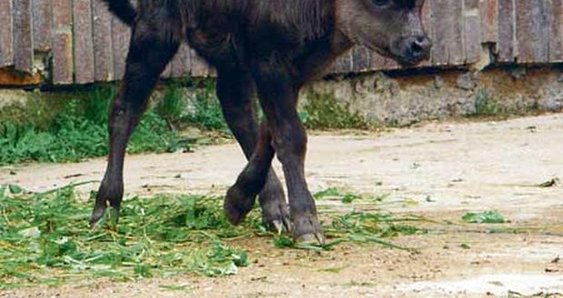 Fík, sameček nejmenší krávy na světě, druhý den po narození