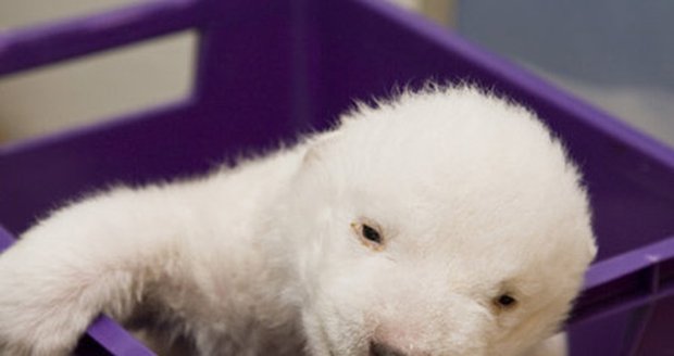 Smilla, Knutella, Anouk či Nanouk. Takové byly návrhy na jméno medvědí holčičky z norimberské zoo, nad kterými nakonec zvítězila Flocke