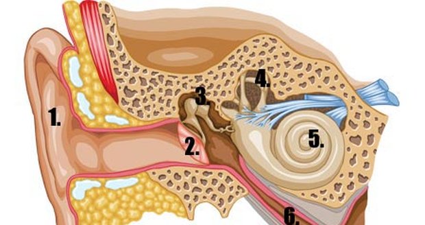 1. Boltec -> 2. Bubínek -> 3. Střední ucho -> 4. Ústrojí rovnováhy -> 5. Hlemýžď -> 6. Eustachova trubice