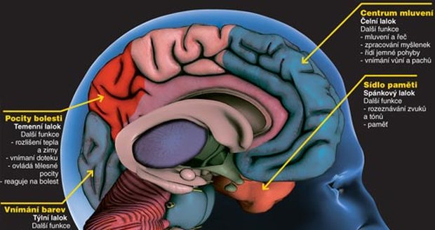 Jak dobře znáte svůj mozek?