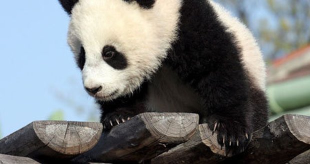 Malá panda se konečně ukázala světu