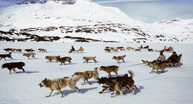 S větrem o závod, musherští psi touží vítězit