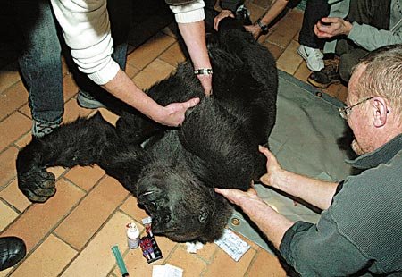 Před cestou do Prahy museli veterináři gorilu uspat