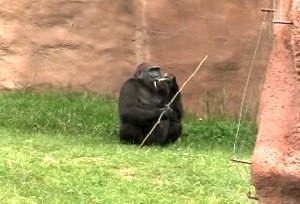 Gorila Kamba stále doufá, že se jednou stane maminkou