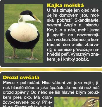 Odlétají: kajka mořská a drozd cvrčala