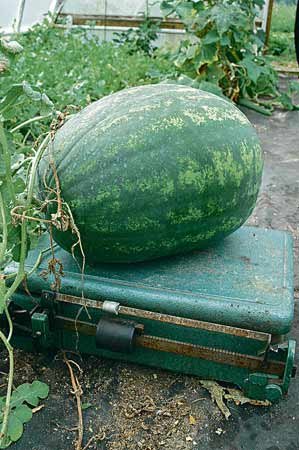 Americký meloun, velký jako kufr, ještě roste