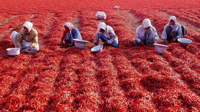 Indické ženy pečlivě třídí sklizené
červené papriky. Úřady usilují o to, aby se při
jakékoli zemědělské výrobě používala přírodní
hnojiva místo chemických.