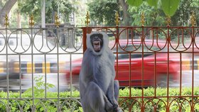 Indická metropole Dillí hledá způsob, jak zabránit opicím, aby narušovaly summit G20.