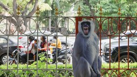 Indická metropole Dillí hledá způsob, jak zabránit opicím, aby narušovaly summit G20.
