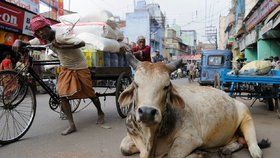 V Indii je kráva posvátné zvíře. Natolik, že kvůli němu chtějí zakázat lék, který zachraňuje ženy u složitých porodů.