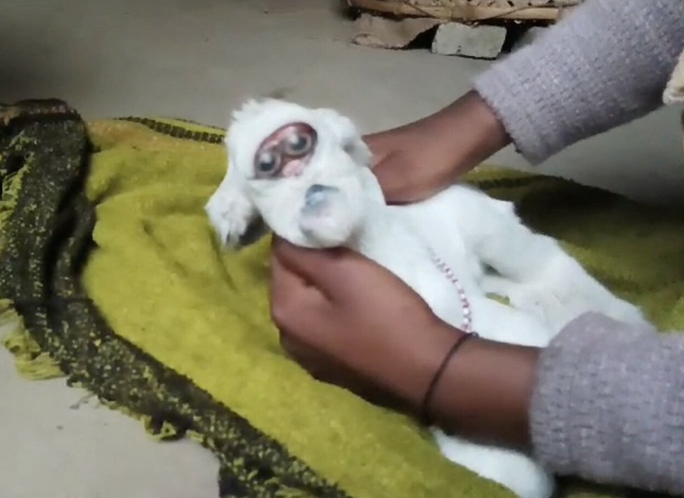 V Indii se narodila koza s lidským obličejem.