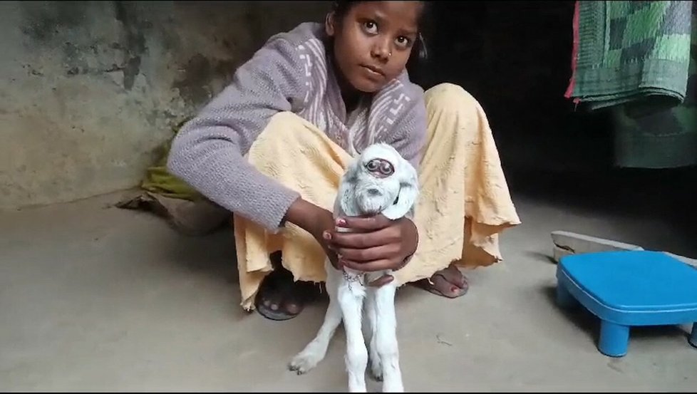 V Indii se narodila koza s lidským obličejem.