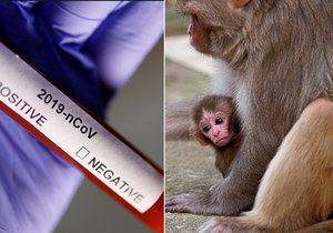 Opice v Indii ukradly vzorky krve nakažených koronavirem, místní se bojí dalšího rozšíření nemoci.