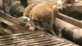 Opičák zachránil chlupatého kamaráda od smrti!