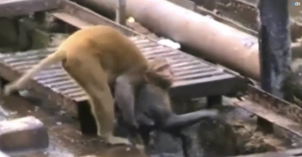 Opičák zachránil chlupatého kamaráda od smrti!