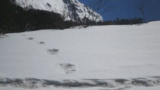 Sněžný muž existuje, našli jsme jej, tvrdí indická armáda. Na Twitteru sklidila posměch