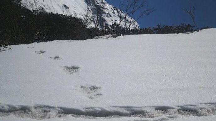 Údajné stopy sněžného muže podle indické ármády