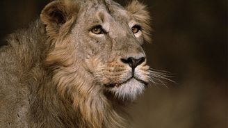 Indické útočiště krále zvířat aneb Za lvem asijským do národního parku Gir