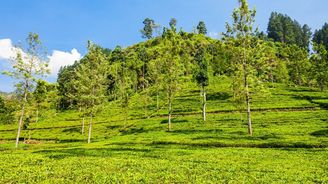 TOP 10: Indické čajové plantáže