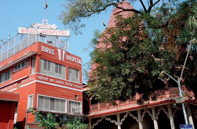 Ptačí nemocnice v centru Dillí už více než padesát let pomáhá okřídleným pacientům.
