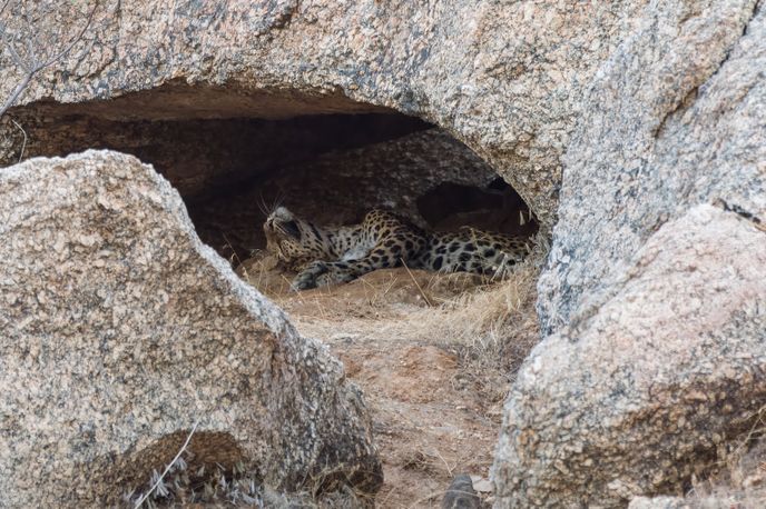 Když leopardi zaútočí na dobytek Rabari, necítí vůči predátorovi žádnou zášť.