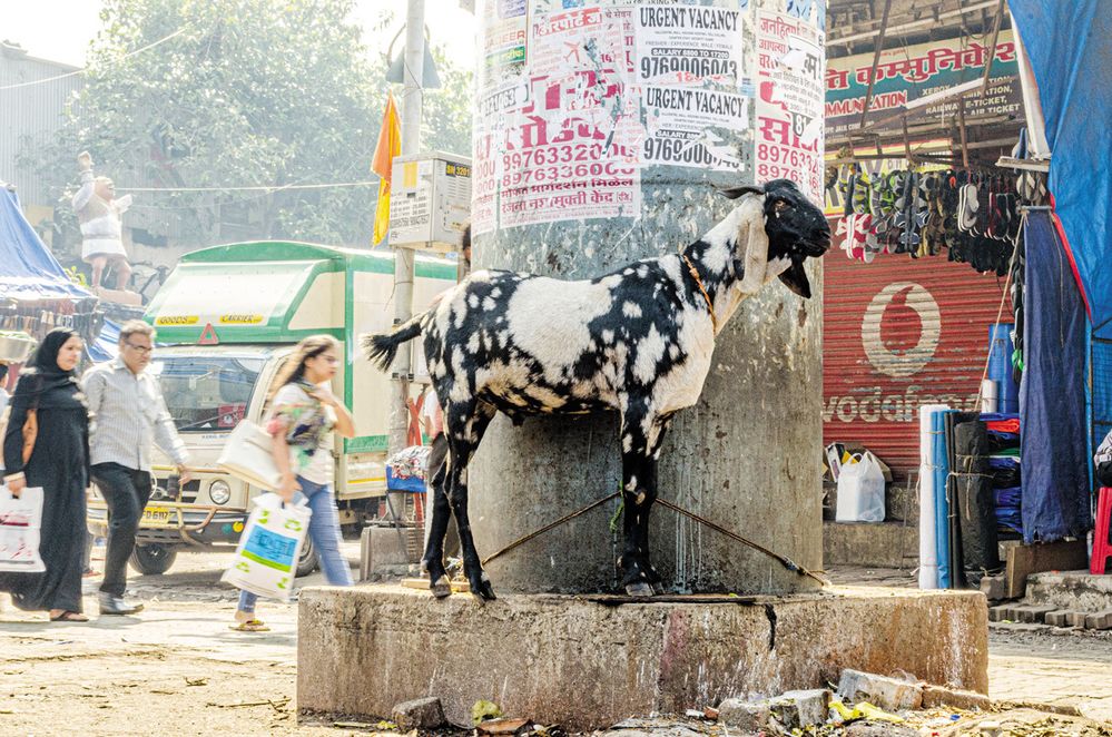 Prodejem kozího mléka se zde živí mnozí. Kvůli stísněným podmínkám a absenci parků místní chovají zvířata přímo na ulici.