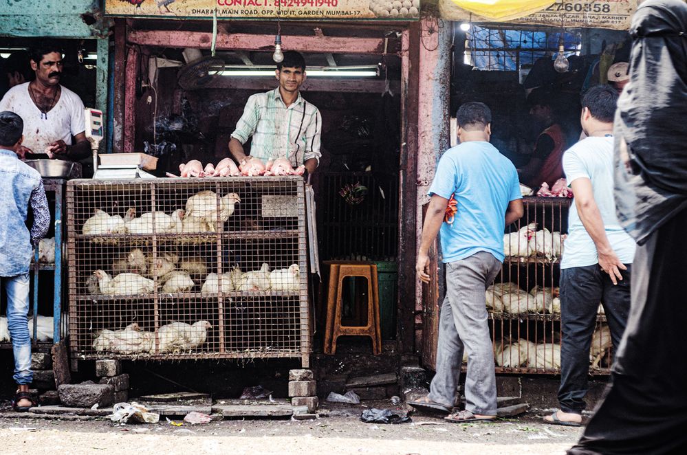 Pojem „čerstvé maso“ nabírá v Dháráví nový rozměr. Kuře vám prodavač usmrtí a naporcuje v přímém přenosu.