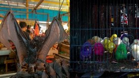 Časovaná virová bomba jsou indonéské trhy, kde se zabíjejí divoká zvířata, porcují se a prodávají lidem, tvrdí experti.