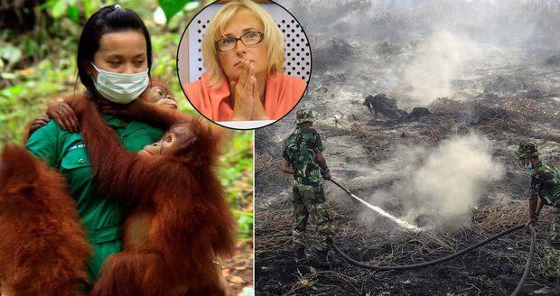 Palmový olej je zlo, bouřili v sídle EU. „Zvířata umírají, vyvolení bohatnou“