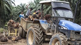 Práce na plantážích s palmou olejnou je tvrdá dřina.