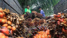 Palmový olej vyráběný z plodů palmy olejné je ceněný produkt, pro někoho však spíše smrtonosný.