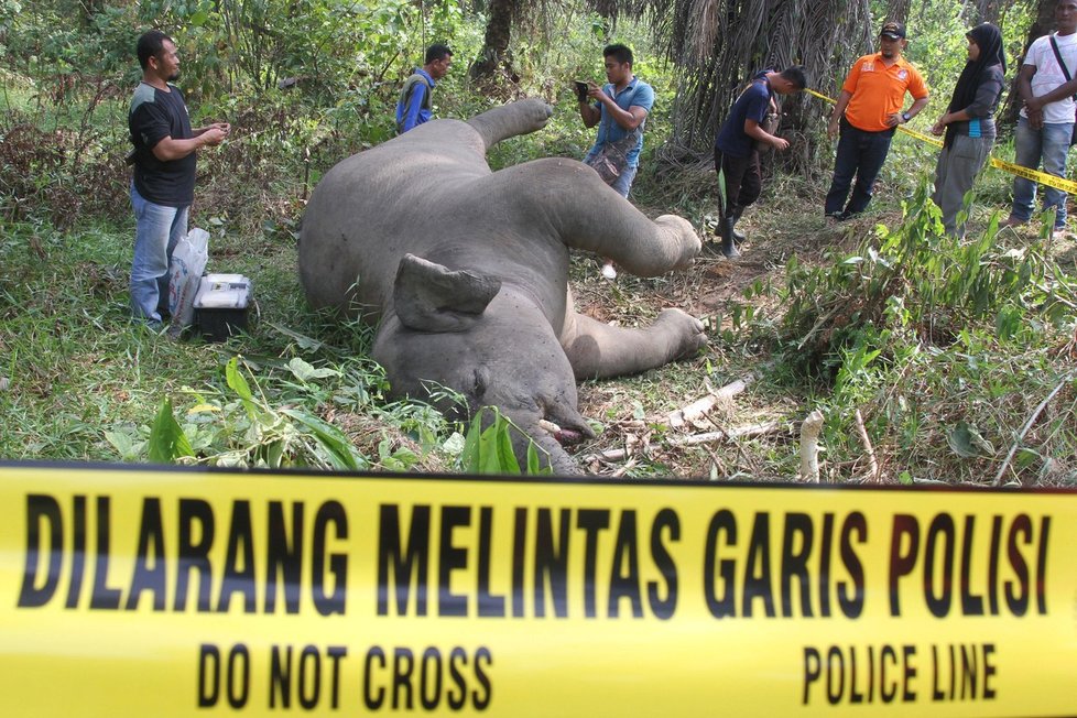Uhynulý slon v Indonésii