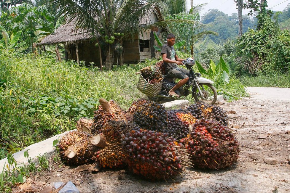 Palmový olej vyráběný z plodů palmy olejné je ceněný produkt, pro někoho však spíše smrtonosný.