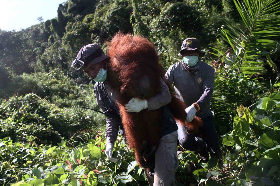 Indonésané se snaží o záchranu opic, které bojují s ohni, i samotných plantáží na pěstování palmy olejné.