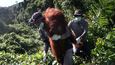Indonésané se snaží o záchranu opic, které bojují s ohni i samotnými plantážemi na pěstování palmy olejné
