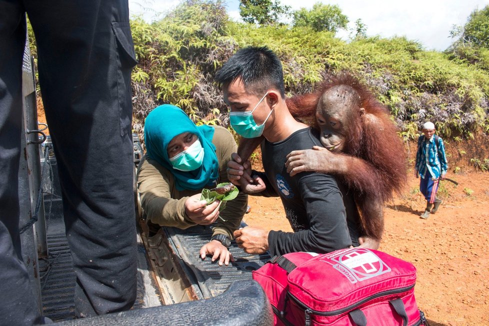 Indonésané se snaží o záchranu opic, které bojují s ohni i samotnými plantážemi na pěstování palmy olejné.