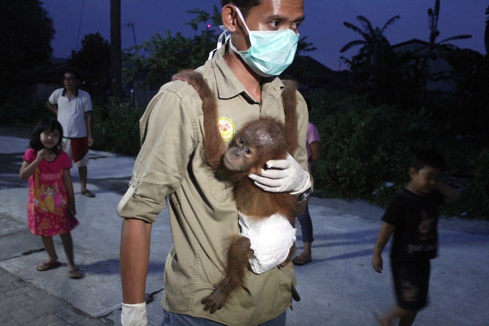 Indonésané se snaží o záchranu opic, které bojují s ohni i samotnými plantážemi na pěstování palmy olejné.