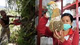 Palmový olej „zabiják“: 100 potravin, které nejíst, když chcete chránit pralesy