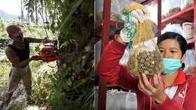 Palmový olej „zabiják“: 100 potravin, které nejíst, když chcete chránit pralesy