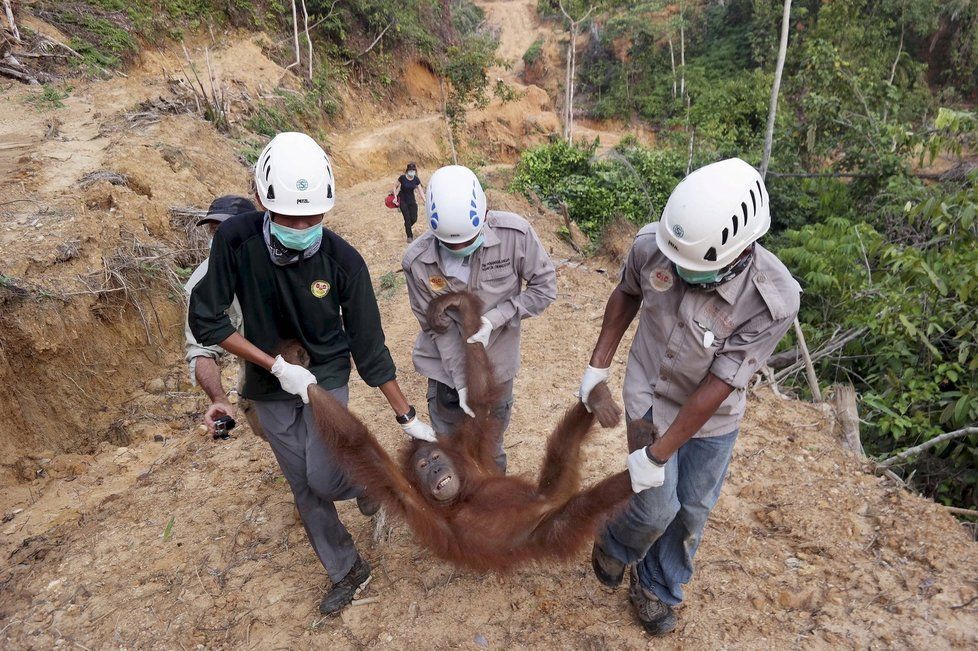 Ekologická katastrofa: Kvůli obřím požárům v Indonésii trpí i zvířata