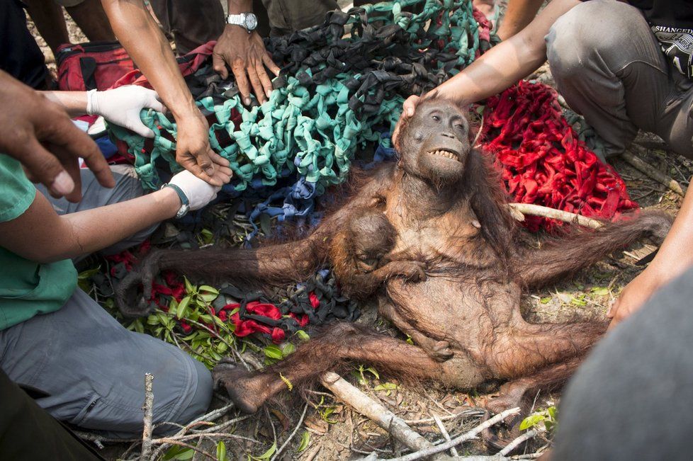 Ekologická katastrofa: Kvůli obřím požárům v Indonésii trpí i zvířata.