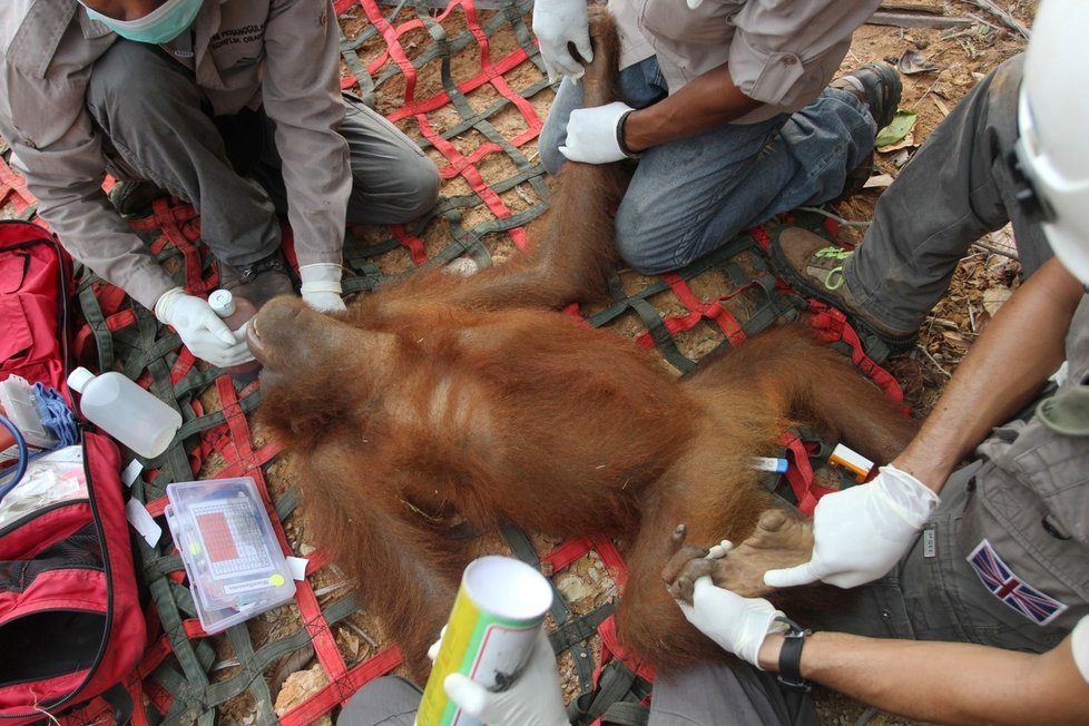 Ekologická katastrofa: Kvůli obřím požárům v Indonésii trpí i zvířata.
