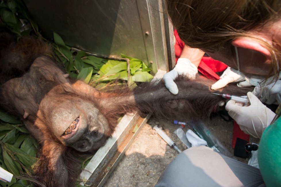 Pralesy v Indonésii jsou kvůli palmovému oleji vypalovány. V požárech často zůstávají uvězněni orangutani.