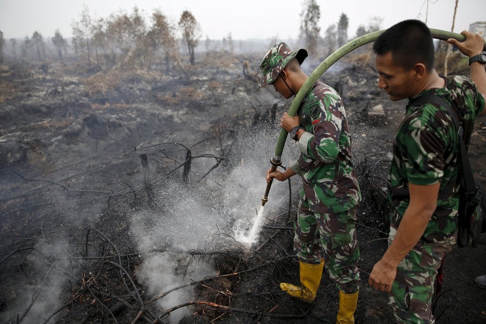 Obří požáry v Indonésii údajně způsobuje rostoucí poptávka po palmovém oleji.