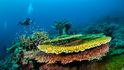 Ve vodách kolem ostrova jsou k vidění trsy deskových tvrdých korálů Acropora hyacinthus.